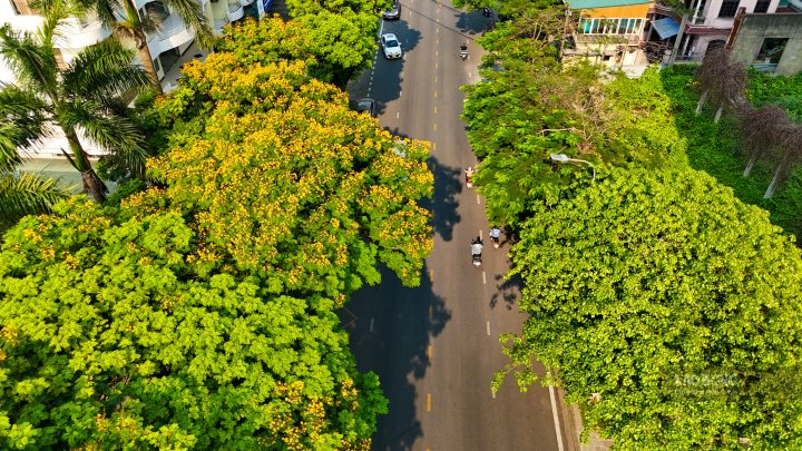 Hàng cây hoa điệp vàng rợp bóng cả trục đường Nguyễn Huệ. 