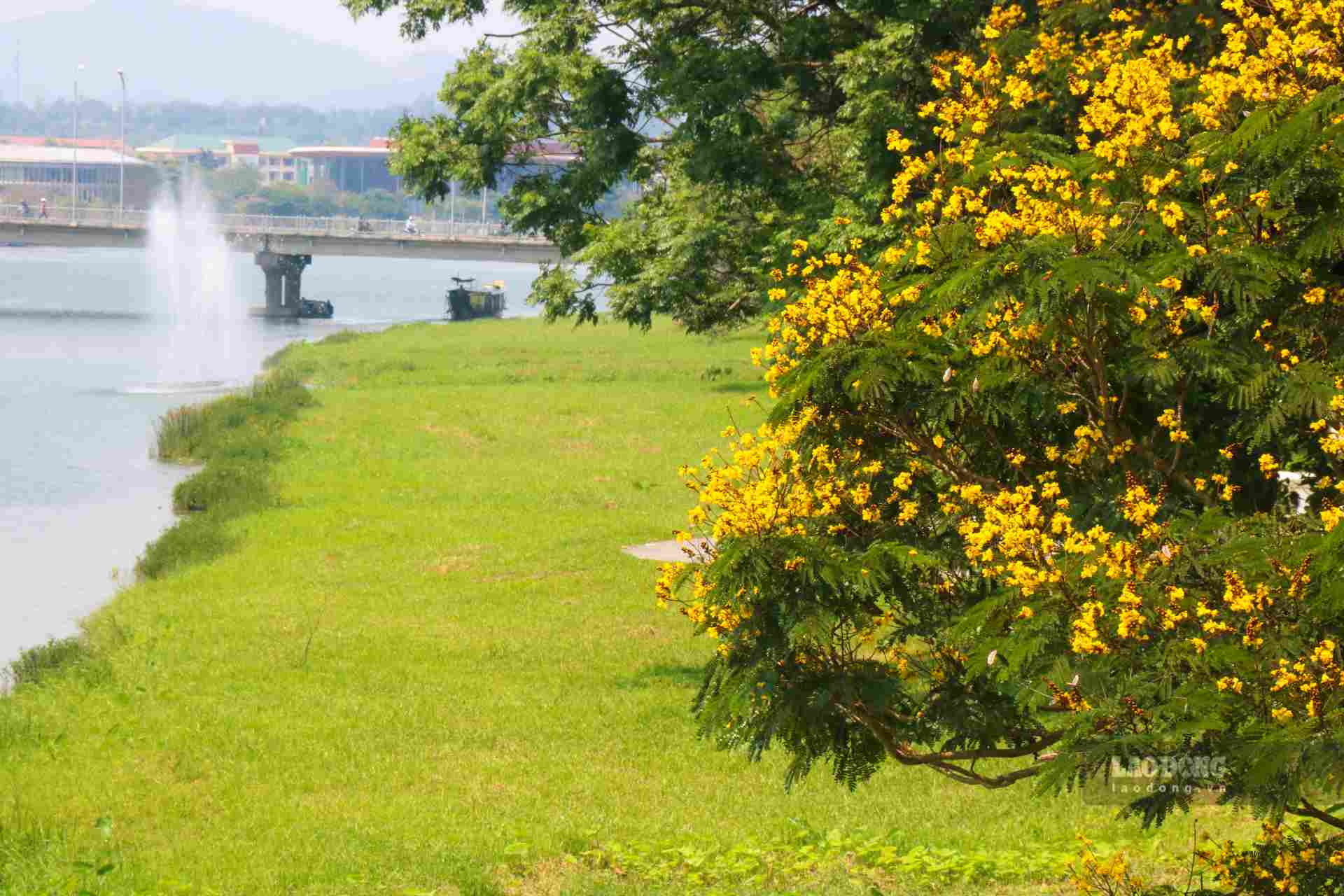 Bên bờ sông Hương hiền hòa, hoa điệp vàng khoe sắc, tạo điểm nhấn cho sự bình yên vốn có của Cố đô Huế. 