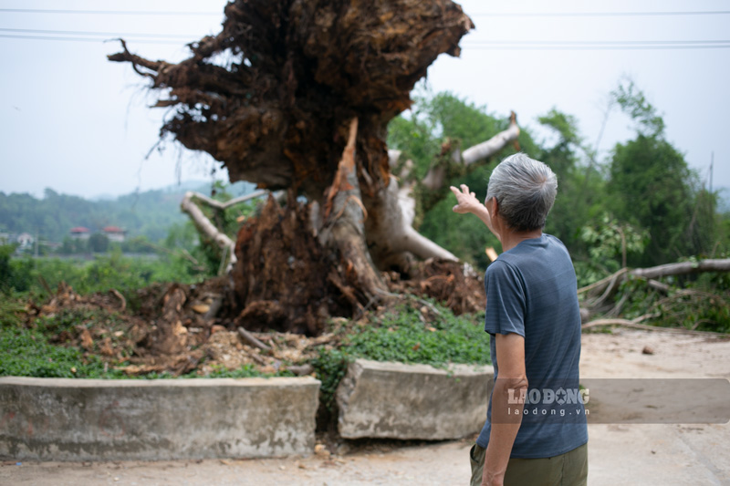 Ông Sinh và rất nhiều người dân xóm Na Lữ cảm thấy như mất một thứ gì đó trong lòng khi cây đa trăm tuổi đổ ngã. Ảnh: Tân Văn.