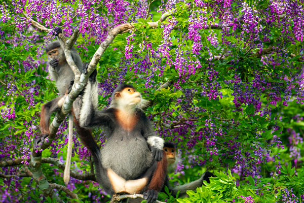 Khung cảnh đẹp sinh động và bình yên khi những đàn Voọc chà vá chân nâu Sơn Trà tìm thức ăn trong mùa hoa thàn mát tím. Ảnh: HiVooc