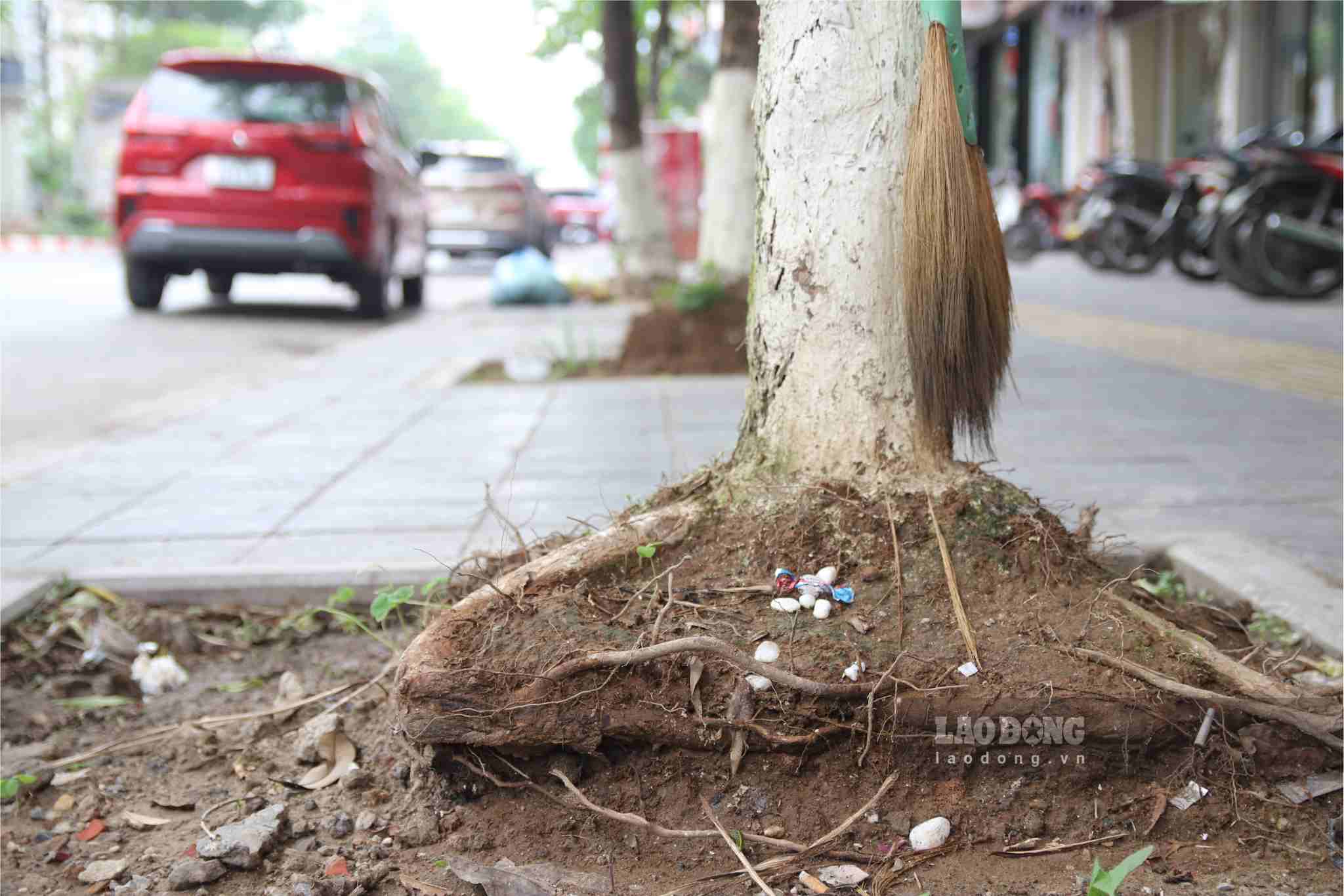 Theo ghi nhận của PV, rất nhiều cây xanh trên phố Trần Thái Tông có hiện tượng rễ trồi nhô cao khỏi mặt đất. Đáng nói, những cây xanh này cũng không có giá chống đỡ khiến người dân vô cùng lo lắng, đặc biệt sắp vào mùa mưa bão.