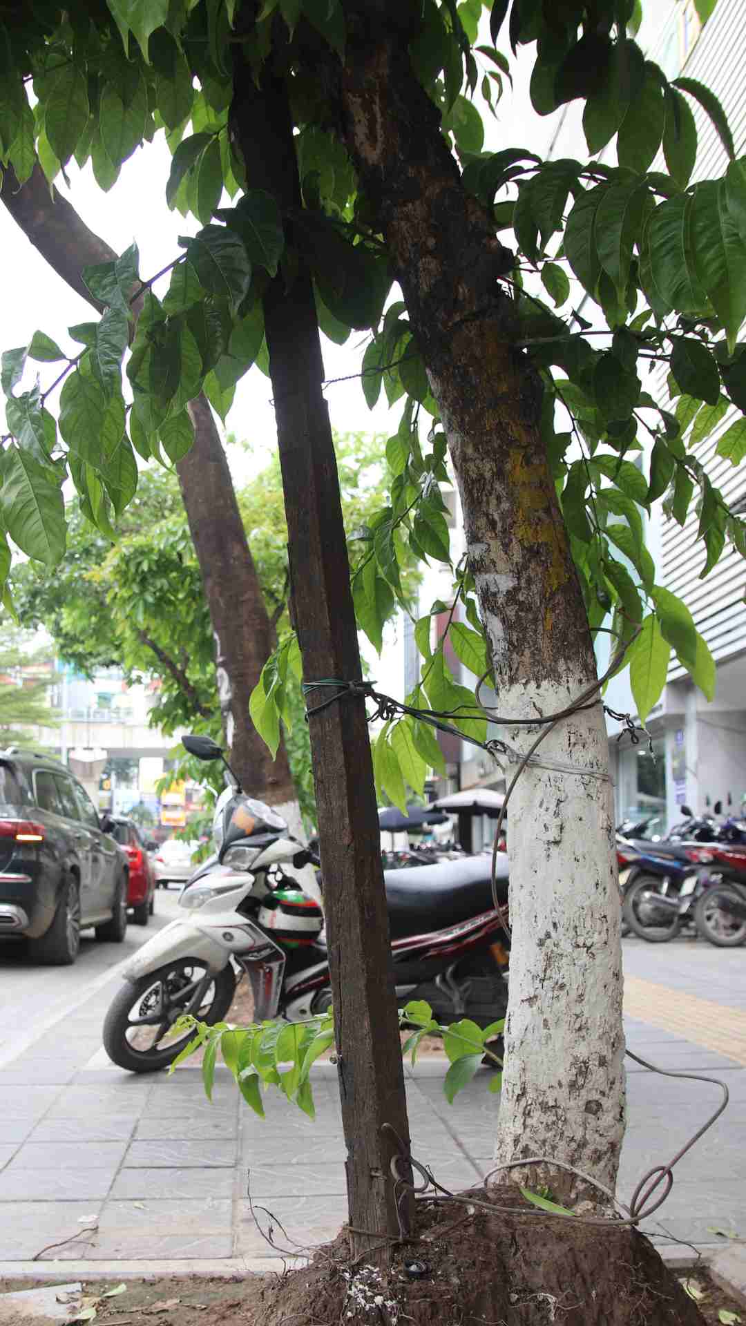 Một cây xanh trên đường Trần Thái Tông được chống tạm bằng cây gỗ với đủ loại dây buộc chằng chịt.