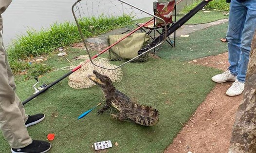 Người dân bắt được cá sấu tại hồ câu dịch vụ ở phường Hoàng Liệt (Hoàng Mai, Hà Nội). Ảnh: Người dân cung cấp
