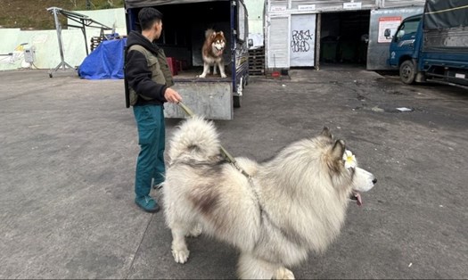 Những con chó Alaska ở Đà Lạt nhưng không được rọ mõm. Ảnh: Võ Tùng
