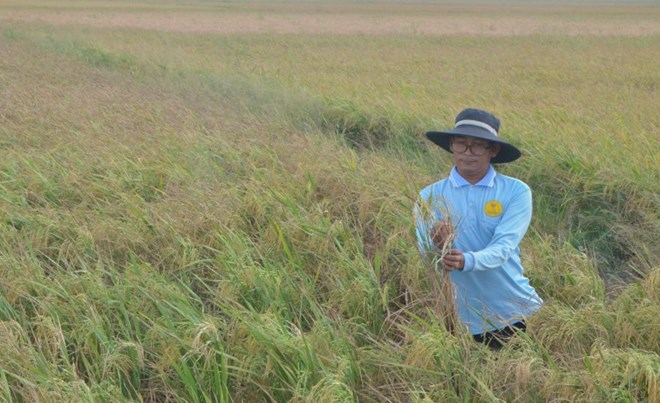 Bất chấp khuyến cáo, xuống giống vụ 3, hàng nghìn hécta lúa có nguy cơ mất trắng