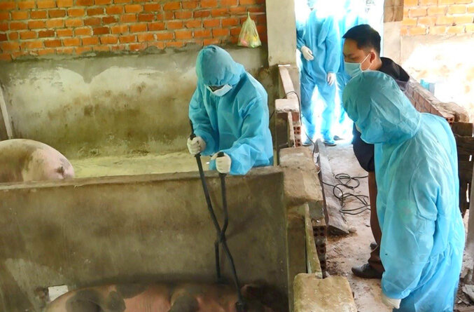Cơ quan chức năng ở huyện Cư Jút (tỉnh Đắk Nông) tổ chức tiêu hủy đàn heo mắc bệnh dịch tả heo châu Phi. Ảnh: Tùng Nhi