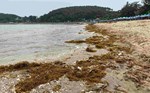 Rong biển bủa vây bãi biển Hải Phòng trước thềm khai mạc du lịch Đồ Sơn