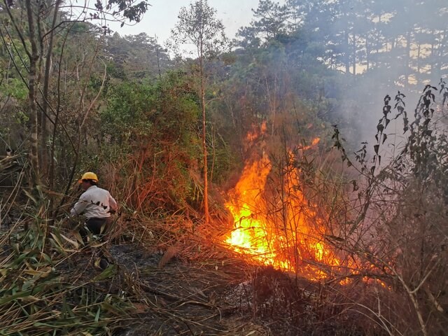 Lâm Đồng tăng cường phòng cháy rừng trong thời gian cao điểm mùa khô. Ảnh: Mai Bảo