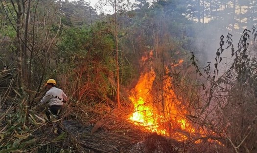 Lâm Đồng yêu cầu các đơn vị tiếp tục tăng cường công tác quản lý bảo vệ rừng, phòng cháy chữa cháy rừng. Ảnh: Mai Bảo