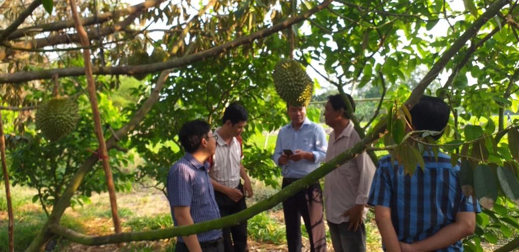 Hội Nông dân tỉnh Kiên Giang và trường Đại học Công Thương TPHCM khảo sát mô hình trồng sầu riêng ở huyện Giồng Riềng. Ảnh: Nguyễn Quí