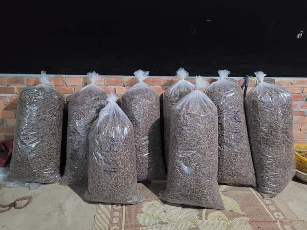 Nhiều ngày qua, thương lái tại nhiều địa phương ở Kon Tum đang lùng sục thu mua trực tiếp xác ve sầu với số lượng lớn. Ảnh: Huyền Nga