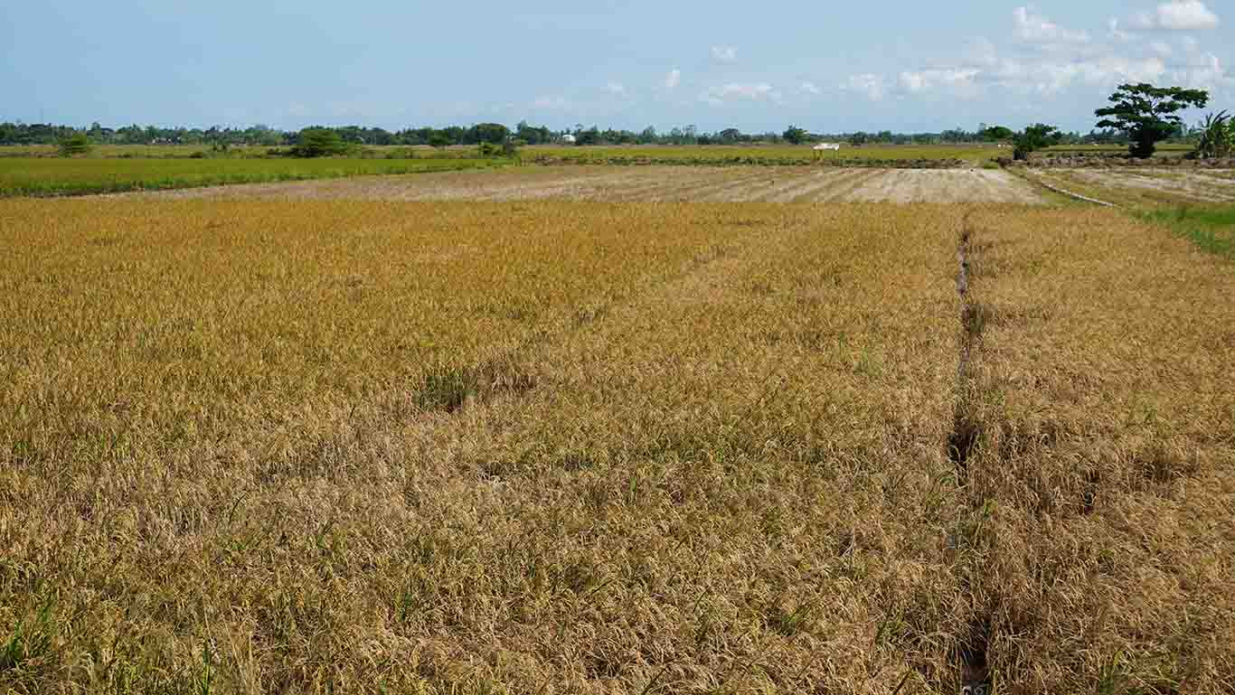 Nhiều diện tích lúa Đông Xuân muộn ở tỉnh Sóc Trăng bị ảnh hưởng do hạn, xâm nhập mặn. Ảnh: Phương Anh