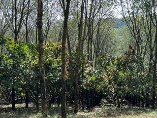 Một vườn cây công nghiệp ở trên địa bàn tỉnh Đắk Nông không "sợ" khô hạn nhờ được trồng dưới tán cây rừng. Ảnh: Phan Tuấn