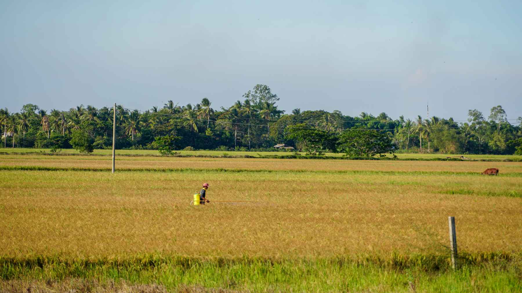 Theo Sở NN&PTNT tỉnh Sóc Trăng, toàn tỉnh hiện có hơn 1.000 ha lúa bị ảnh hưởng do thiếu nước kết hợp ngộ độc phèn dẫn đến giảm năng suất, có 33 ha thiệt hại trắng.