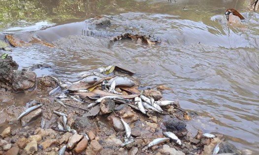 Cá trên sông Rào Trường bị chết do nước thải từ trang trại lợn. Ảnh: H.Nguyên.