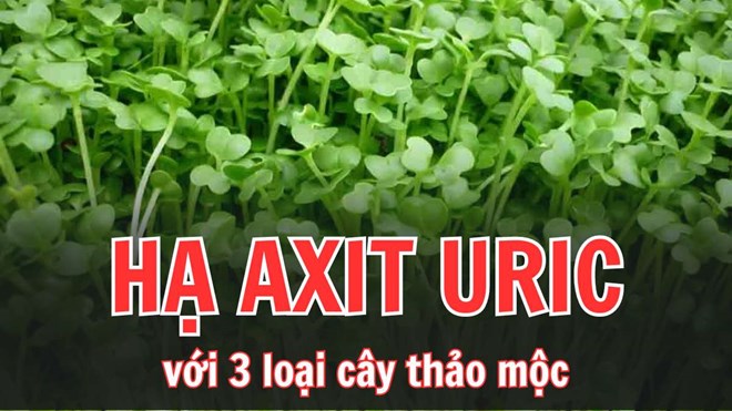 Cách hạ axit uric với 3 loại cây thảo mộc dễ tìm