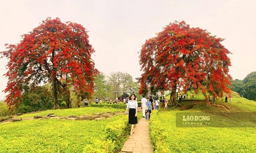 Hai cây hoa phượng nở rực rỡ ở cứ điểm Đồi A1. Ảnh: Văn Thành Chương