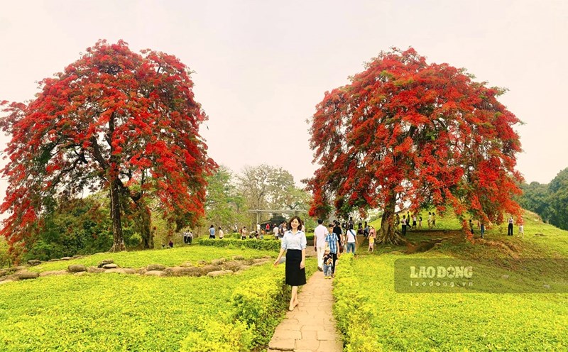 Hai cây hoa phượng nở rực rỡ ở cứ điểm Đồi A1. Ảnh: Văn Thành Chương