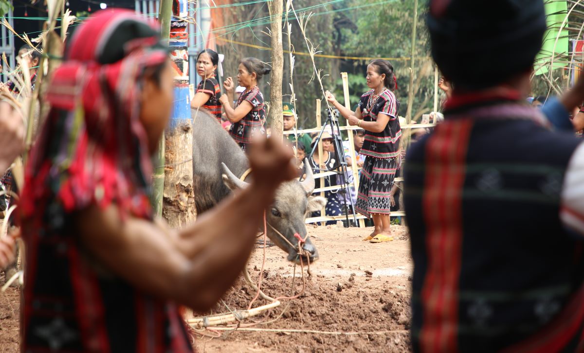 Người dân đi theo vòng tròn, nhảu múa quanh các con vật buộc vào cọc gỗ. Ảnh: Hưng Thơ.