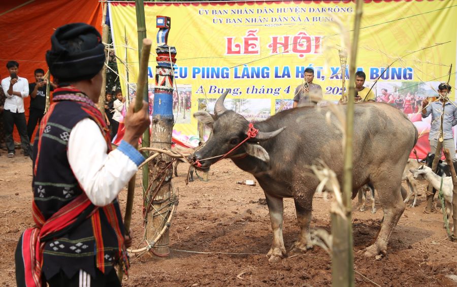 Nghi lễ đâm trâu. Ảnh: Hưng Thơ.