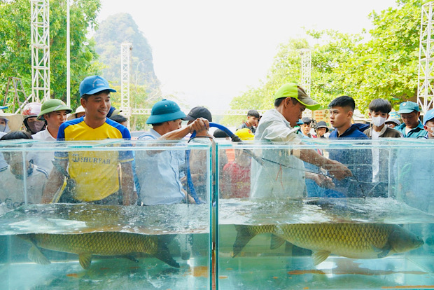 Cuộc thi “hoa hậu cá trắm” ở Quảng Bình chọn ra con cá trắm hoàn hảo nhất. Ảnh: V. Nhân
