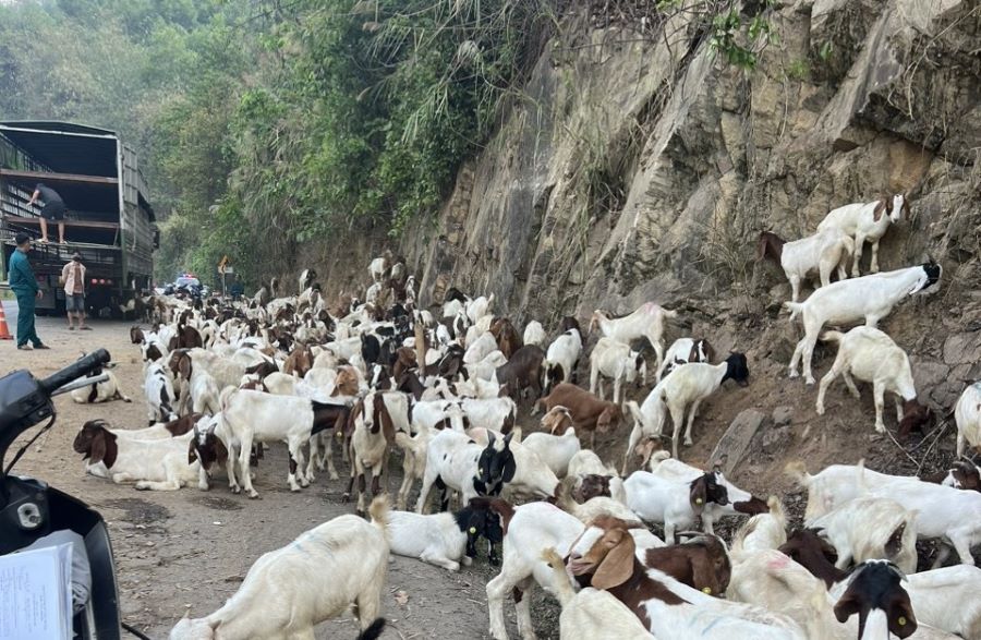 Số dê trên xe tràn ra đường, khoảng 100 con bị chết. Ảnh: H.Nguyên.