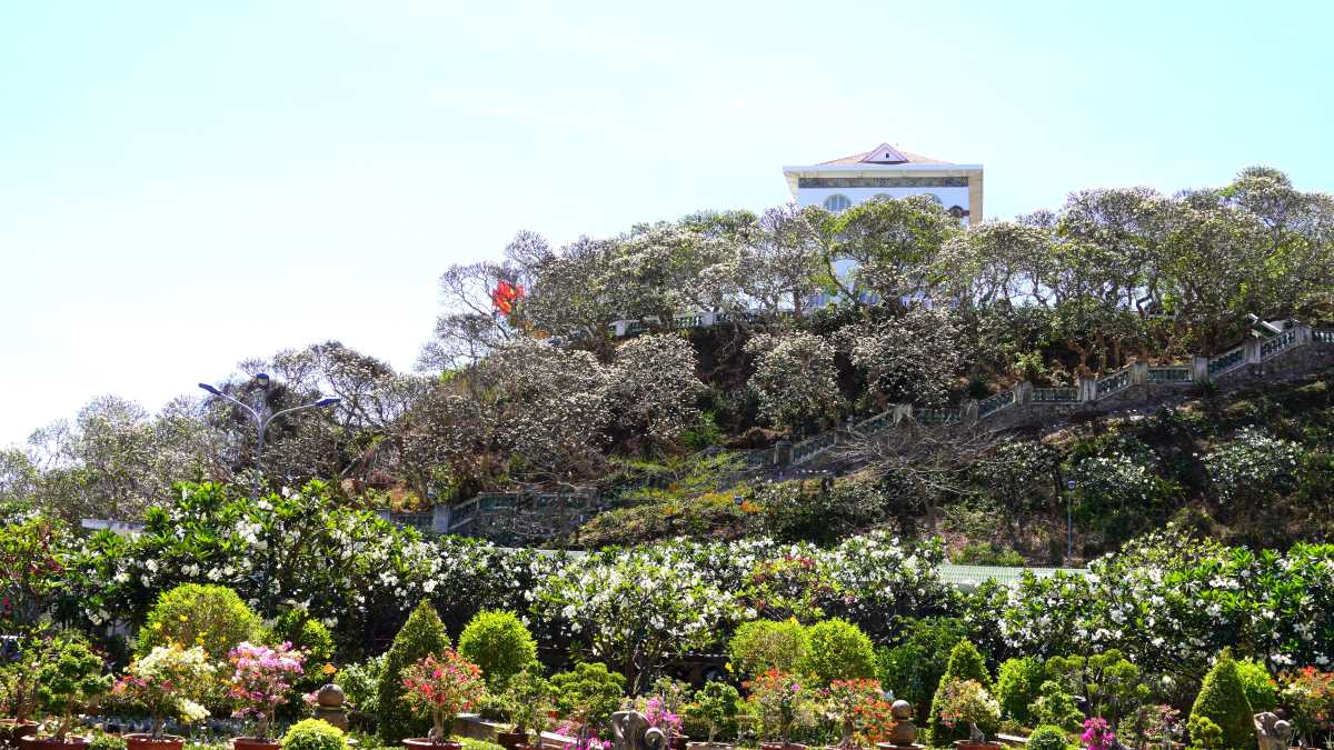 Nhìn bên hông từ hướng Bảo tàng tỉnh, Bạch Dinh được bao bọc bởi các tầng lớp sắc hoa, trong đó chủ đạo là hoa sứ. Ảnh: Thành An