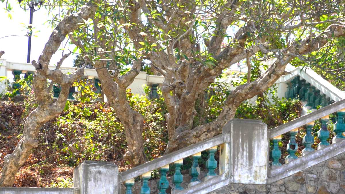 Những thân cây sứ cổ thụ nằm dọc theo các bậc thang cổ kính. Theo Bảo tàng tỉnh, nơi đây có hàng trăm gốc hoa sứ, trong đó phần lớn có tuổi thọ lên đến hàng trăm năm. Ảnh: Thành An