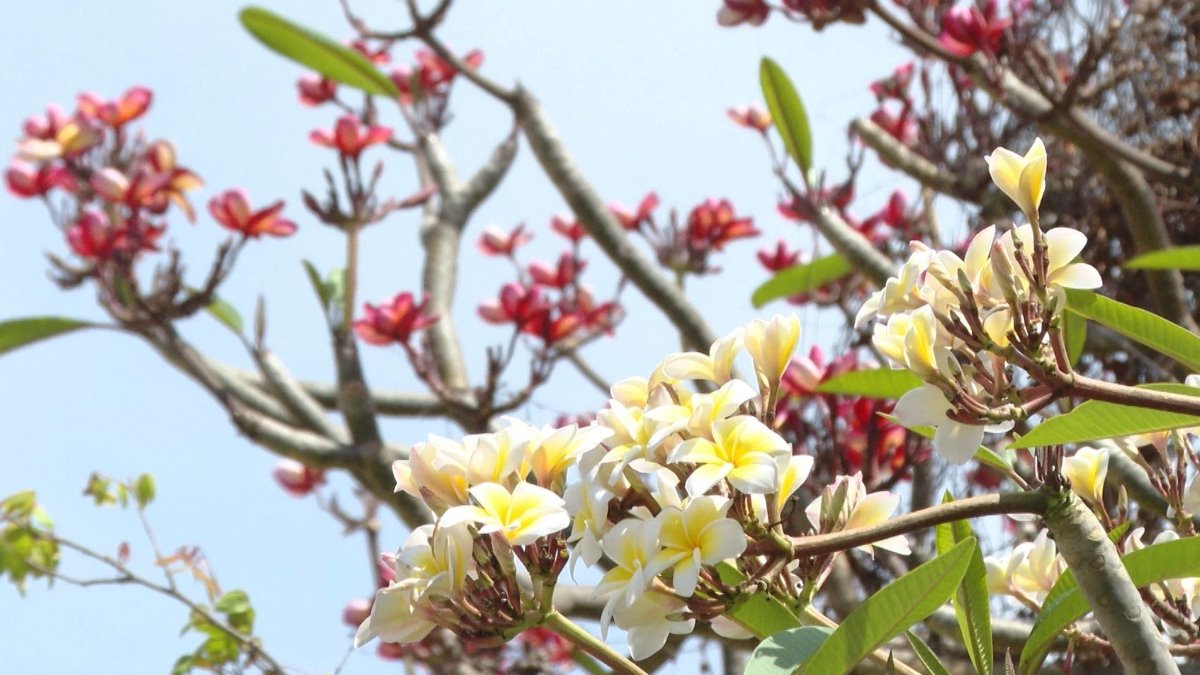 Hoặc hoa sứ màu trắng vàng lung linh trong nắng. Ảnh: Thành An