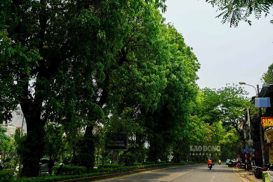 Con đường Láng cũng nổi tiếng với những hàng cây cổ thụ lâu năm nằm giữa dải phân cách, tạo nên không gian xanh mát bậc nhất Thủ đô.