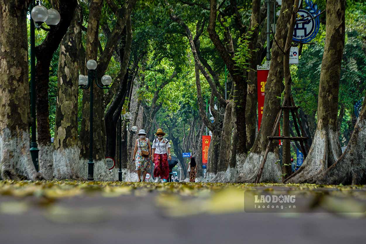 Bà Doãn Thị Tính (trú quận Ba Đình) chia sẻ, ngày này người dân muốn ra đường chơi thì nên lựa chọn phố Phan Đình Phùng vì mát mẻ và cảnh quan rất đẹp với 3 hàng cây sấu chạy dọc khắp tuyến phố.