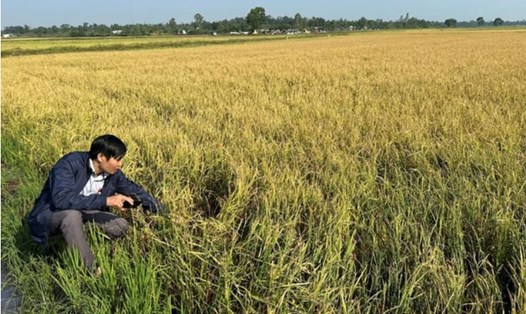 Trận mưa đá đã gây thiệt hại nặng nề cho người nông dân trồng lúa nước ở địa bàn xã Ea Kly, huyện Krông Pắk, tỉnh Đắk Lắk. Ảnh: Cao Nguyên