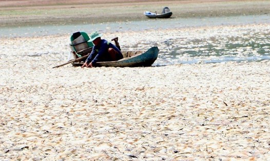 Cá chết trắng hồ Sông Mây. Ảnh: HAC