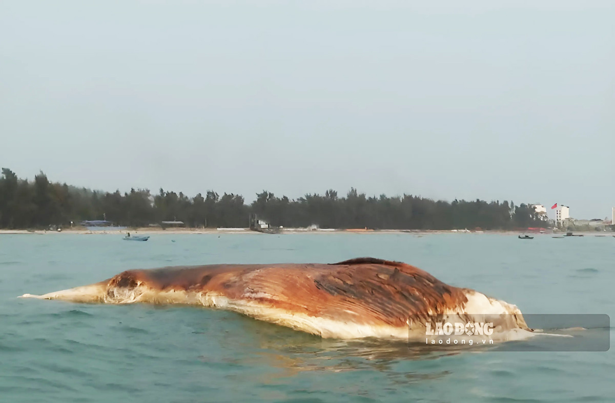 Xác cá voi trôi dạt tại vùng biển 