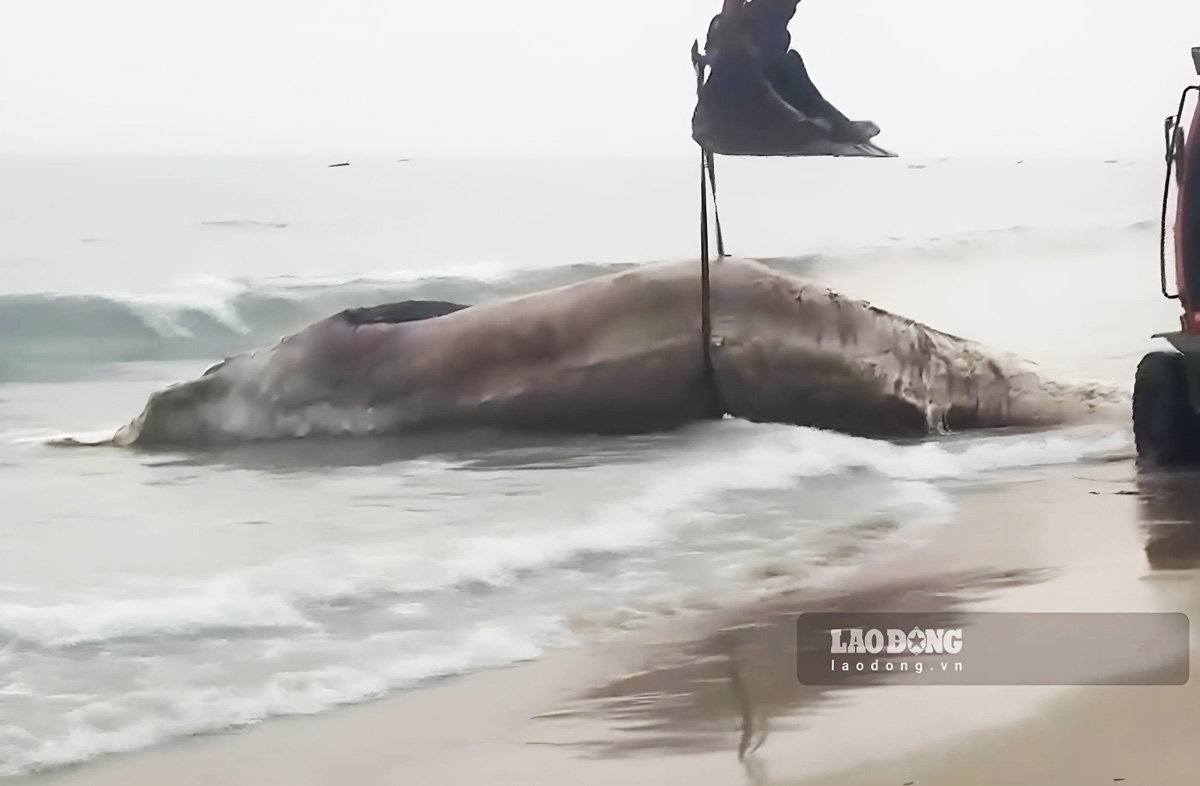 Xác cá voi nặng 10 tấn tại vùng biển Cô Tô. Ảnh: Cổng TTĐT Cô Tô