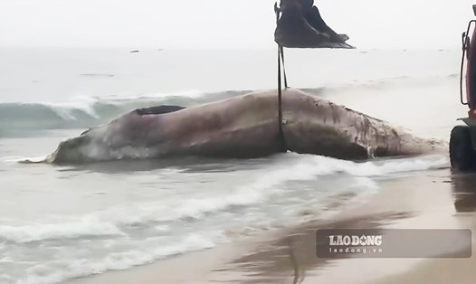Xác cá voi nặng 10 tấn tại vùng biển Cô Tô. Ảnh: Cổng TTĐT Cô Tô