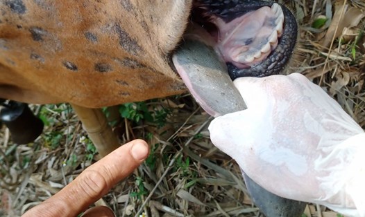 Bò bị dịch lở mồm long móng ở xã Lìa, huyện Hướng Hóa, tỉnh Quảng Trị. Ảnh: H.Nguyên.
