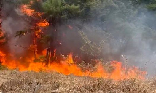 Sau gần 12 giờ dập lửa, đám cháy rừng ở huyện Quảng Ninh đã được dập tắt. Ảnh: V. Hạnh