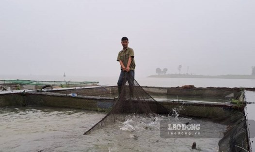 Nghề nuôi cá lồng tại Thái Nguyên. Ảnh: Ha Thanh