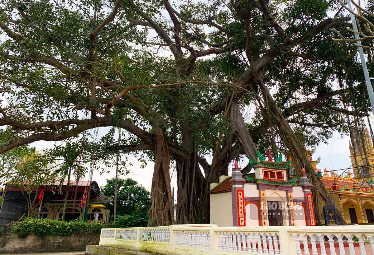 Đến thôn Lạc Tiền (xã Hồng Quang, huyện Nam Trực, tỉnh Nam Định), ngay từ đầu thôn đã thấy hình ảnh cây đa cổ thụ xanh tốt, ngọn cao vượt qua những mái nhà cao tầng.