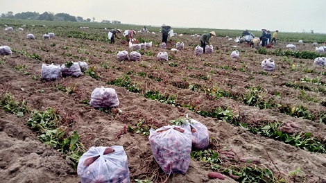 Còn hơn 1.600ha khoai lang thời kỳ thu hoạch đang chờ được thu mua. Ảnh: Thanh Tuấn 