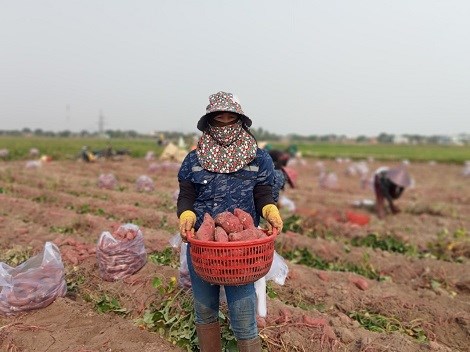 Nông dân ở Gia Lai lo khoai lang rớt giá, cần doanh nghiệp thu mua