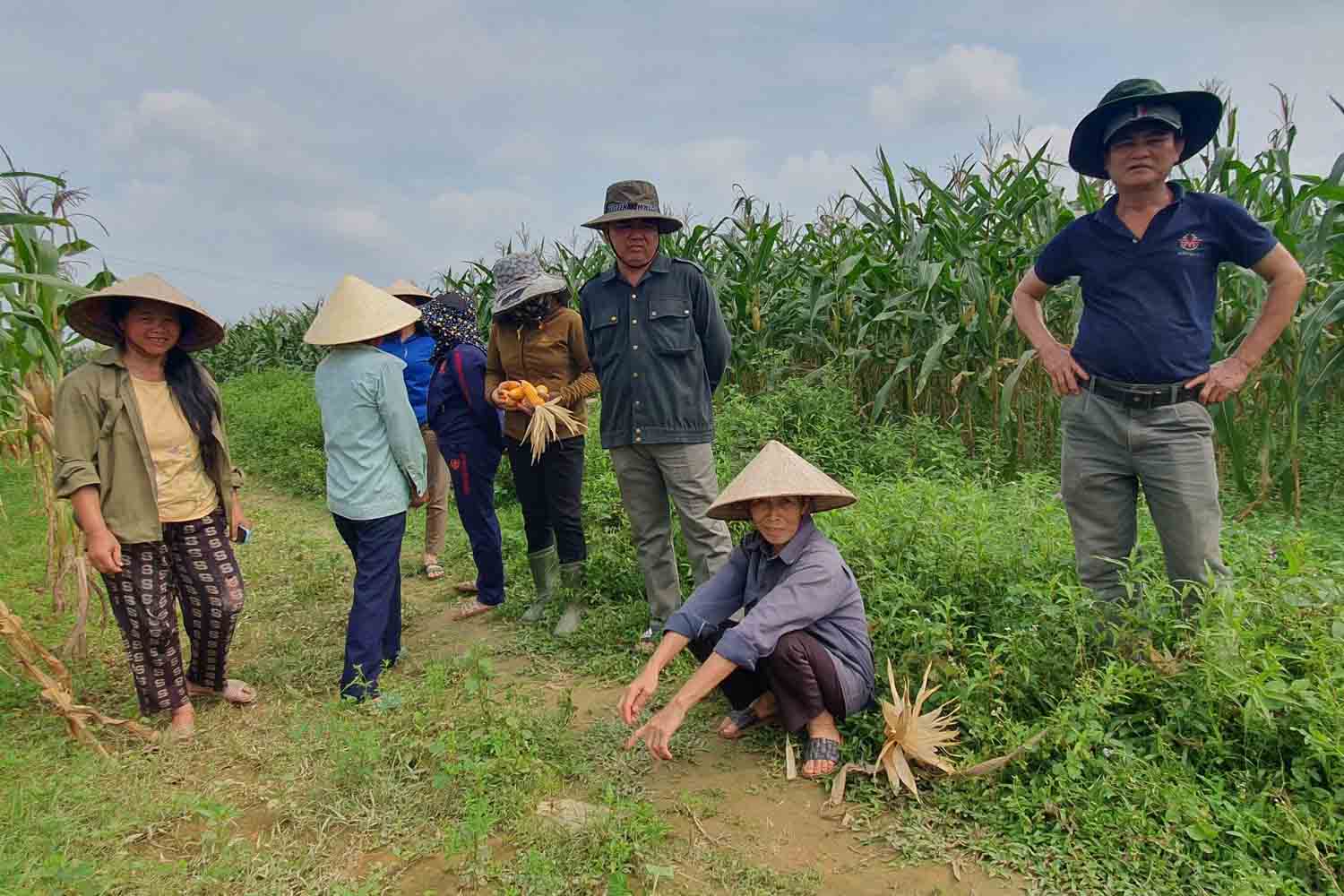 Nhiều nông dân ở xã Hương Xuân phản ánh giống ngô CP 511 của họ canh tác bị chết khô bất thường. Ảnh: Trần Tuấn.