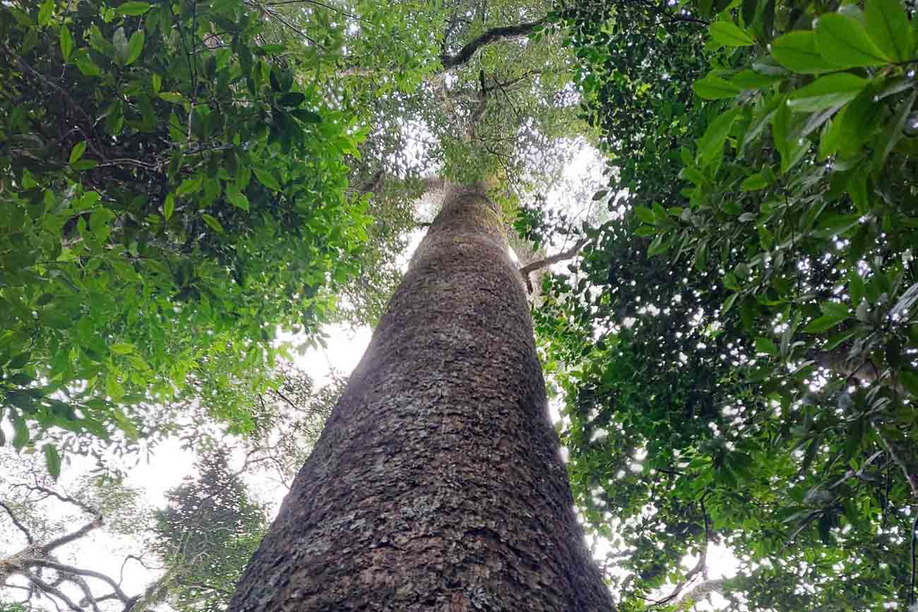 Một thân cây cổ thụ cao vút ở Vườn Quốc gia Vũ Quang. Ảnh: Quang Tuấn