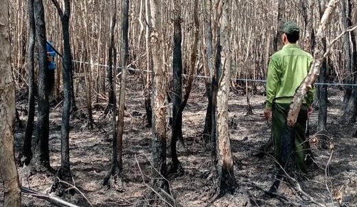 Lực lượng chức năng kiểm kê thiệt hại sau vụ cháy rừng chưa rõ nguyên nhân tại Cà Mau. Ảnh: Nhật Hồ