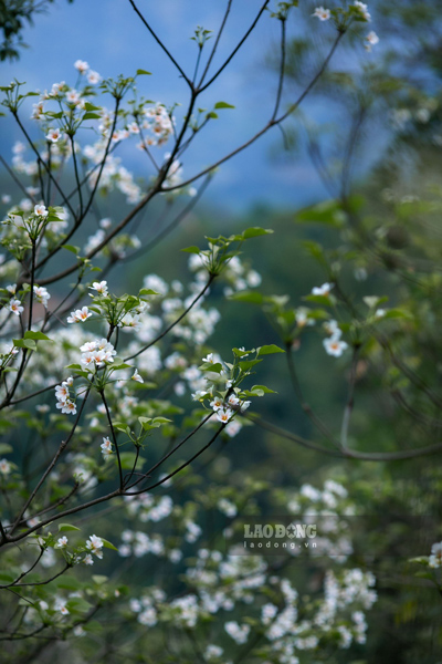 Hoa trẩu có nét đẹp riêng, khác với hoa ban, hoa mận nở kiêu sa, lộng lẫy trên những cành cây trụi lá, thì trẩu lại e ấp dưới những tán lá xanh ươm.