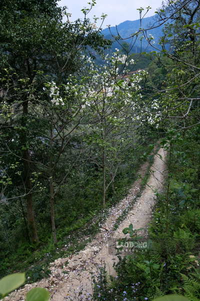 Dịp này, đi dọc các triền núi của những tỉnh vùng cao như Cao Bằng, Bắc Kạn... đều sẽ thấy những nhành hoa bung sắc.