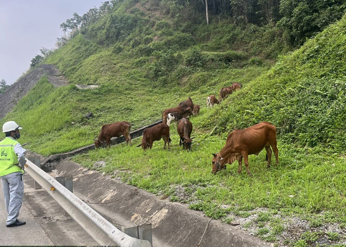 Lực lượng chức năng tiếp cận và đưa đàn bò ra khỏi đoạn đường để đảm bảo an toàn giao thông. Ảnh: Người dân cung cấp