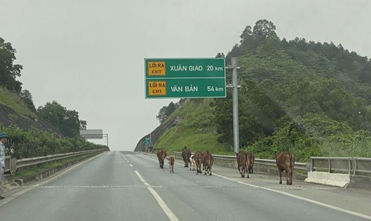 Đàn bò đi lạc vào cao tốc Nội Bài - Lào Cai gây cản trở giao thông trên tuyến. Ảnh: Người dân cung cấp