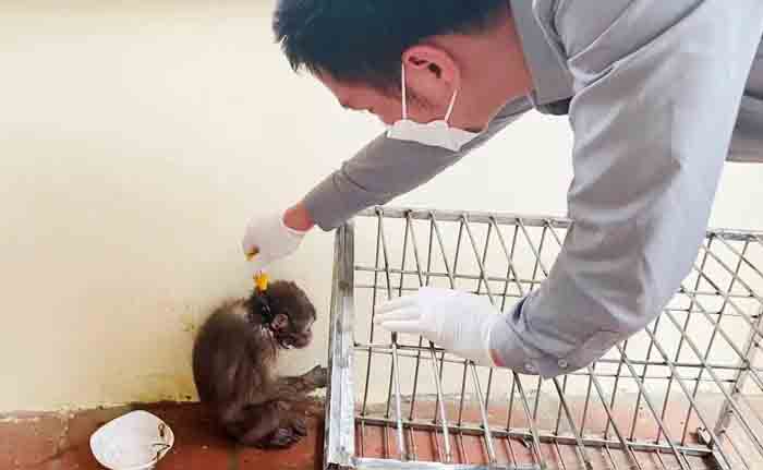 Cá thể khỉ mốc khi mới dính bẫy rất yếu. Ảnh: Quang Vũ.